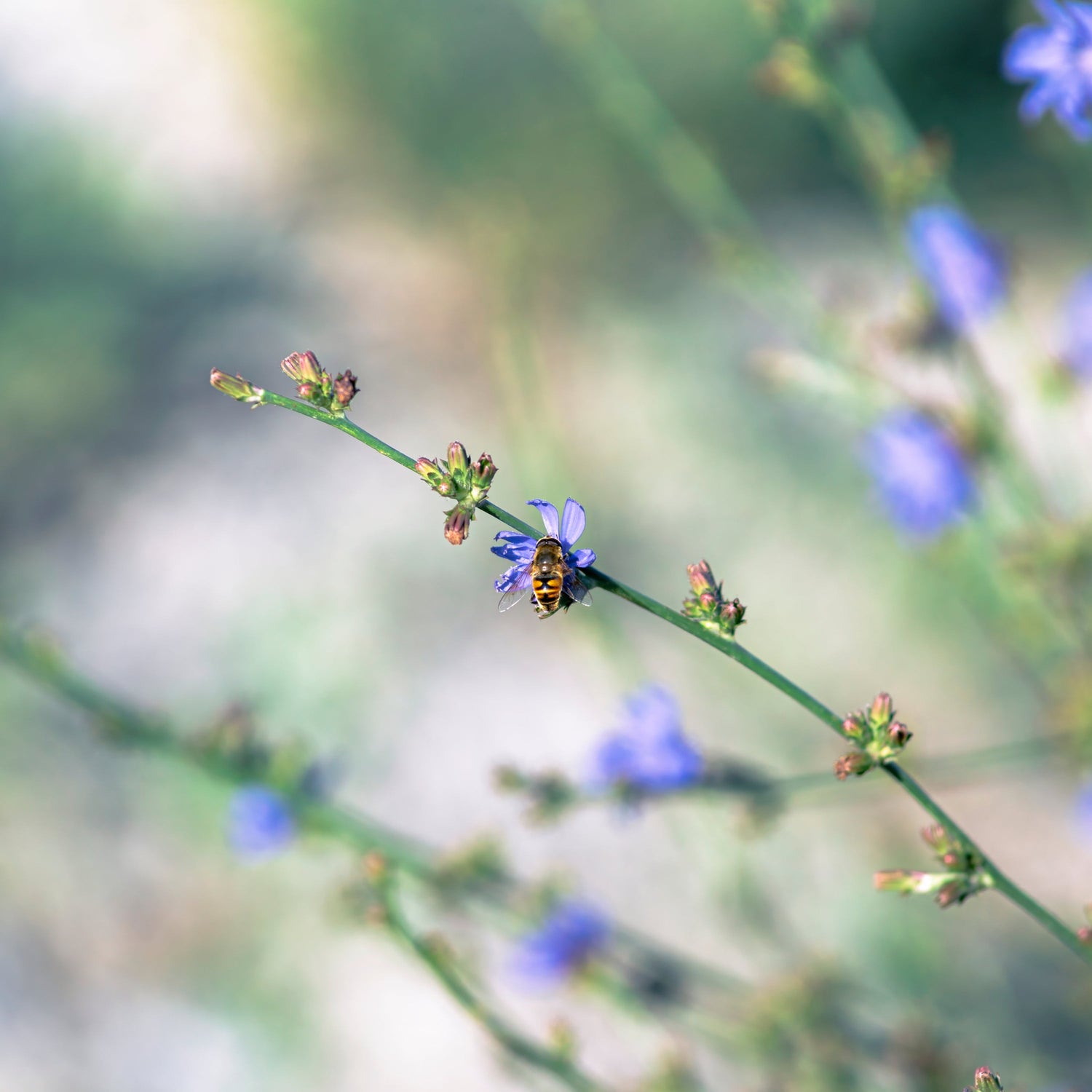 Insekten