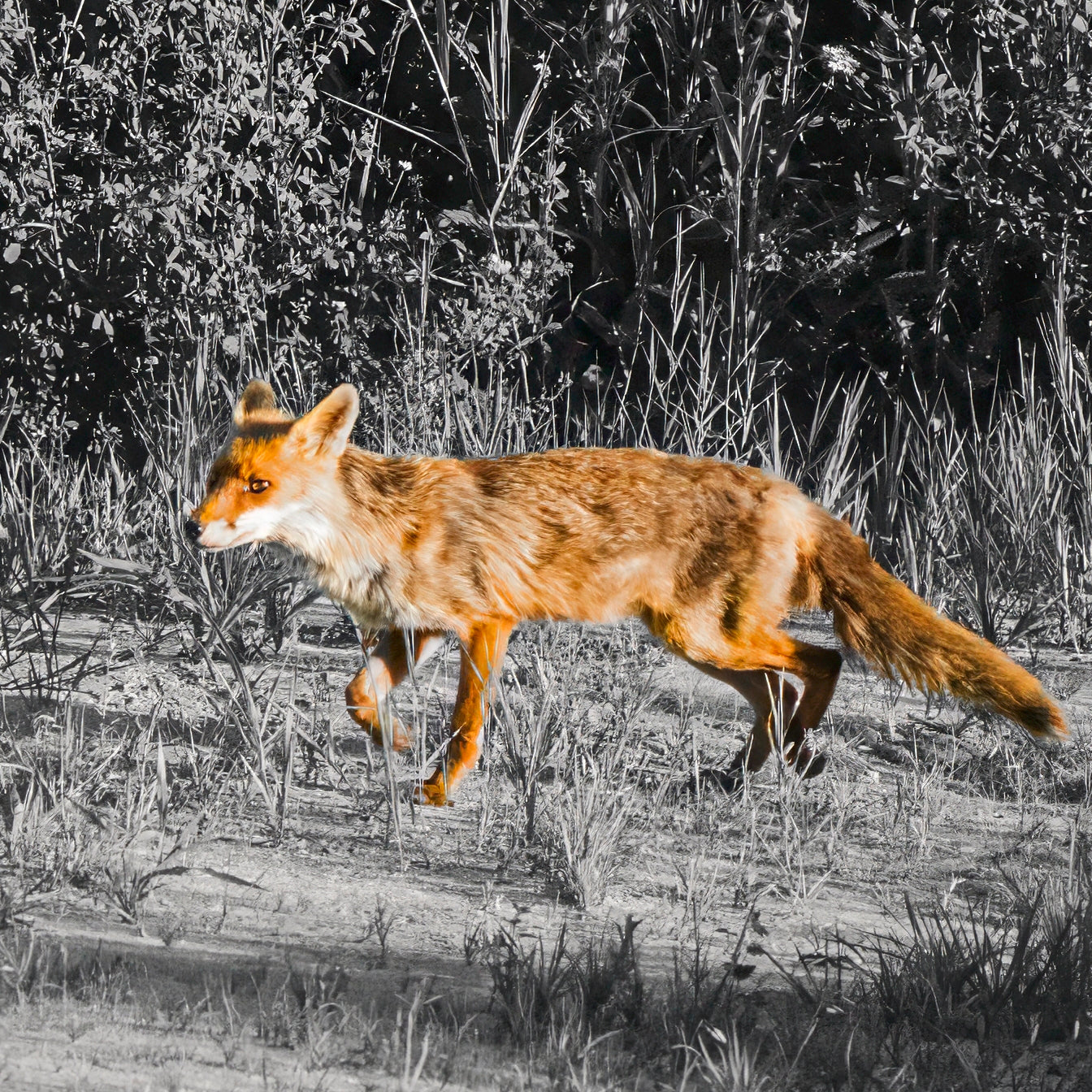 Tierwelt