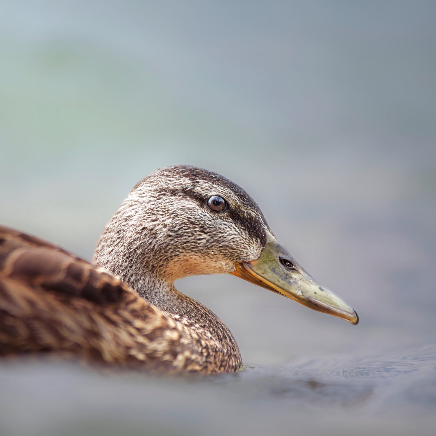 Vögel